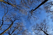 03 Lungo il sentiero 711 per Roccolone e Colle dei Roccoli alberi svettanti verso il cielo